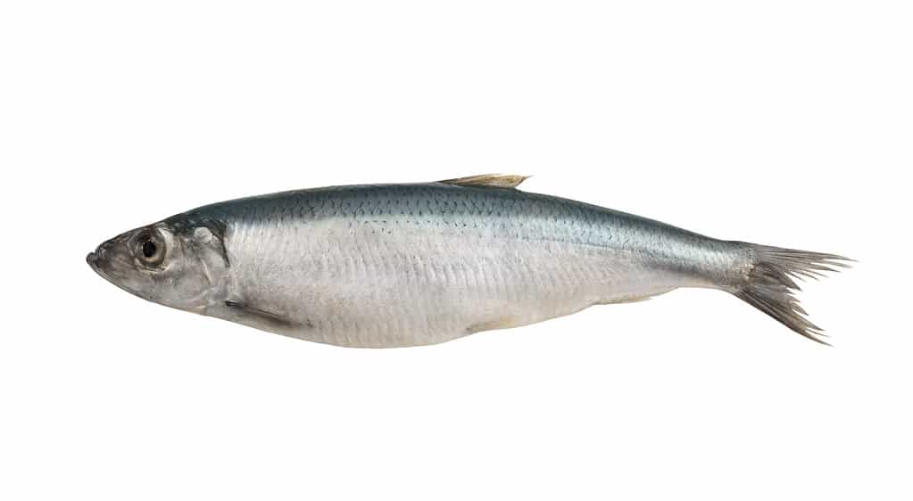 herring bait