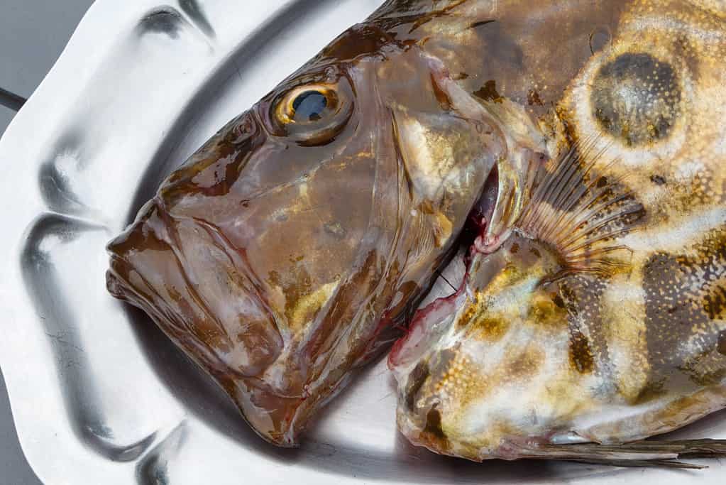 john dory fish on plate