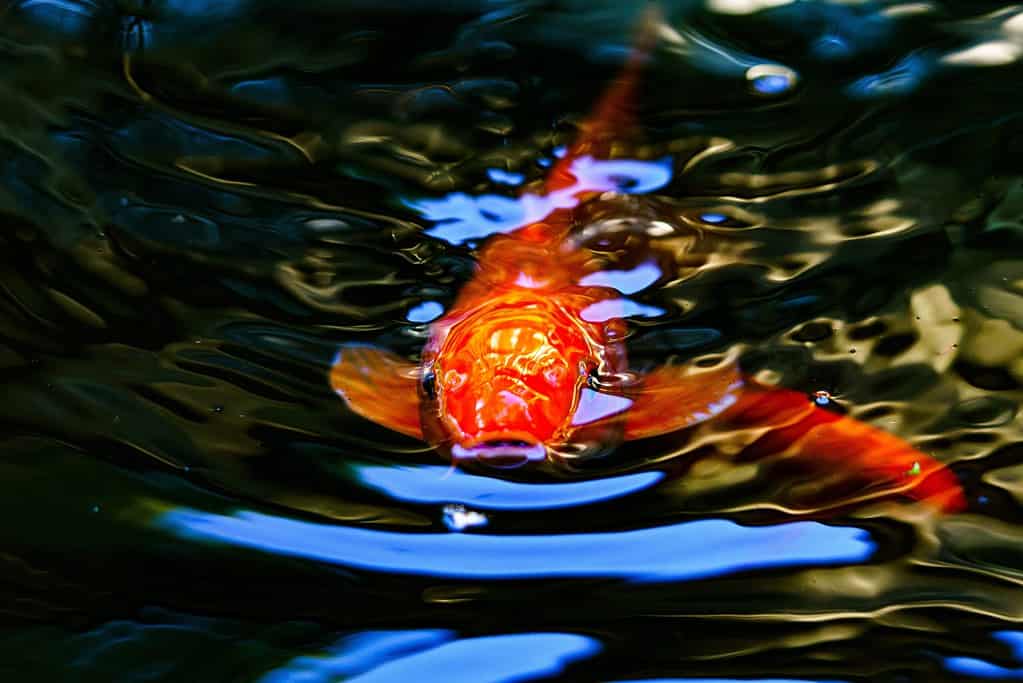 koi under the surface