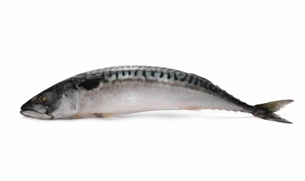 mackerel bait