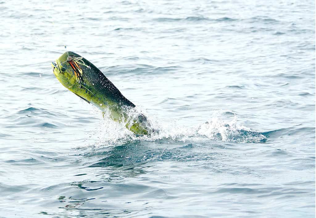 mahi biting a jig and jumping out of the water