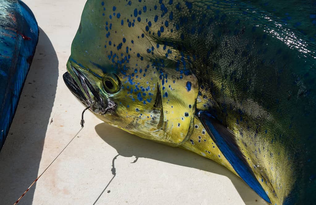 mahi with hook in mouth