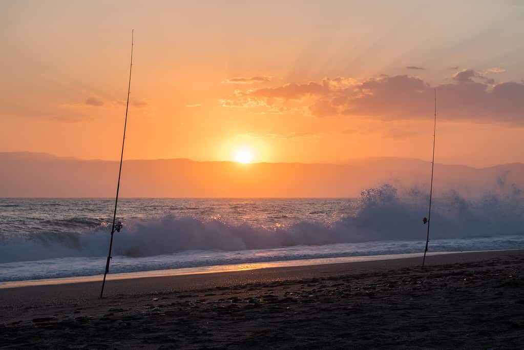 surf fishing rods at sunset