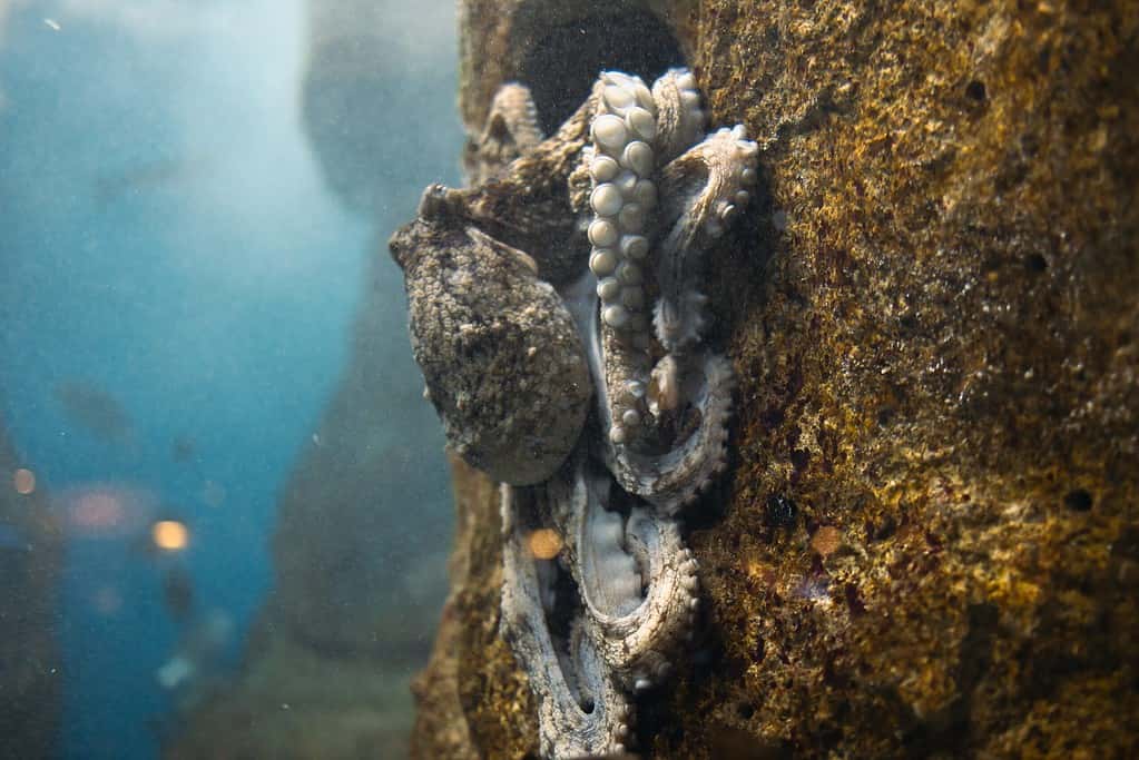 octopus on a rock