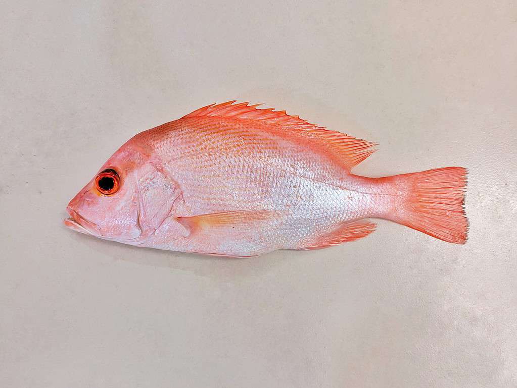 small red snapper
