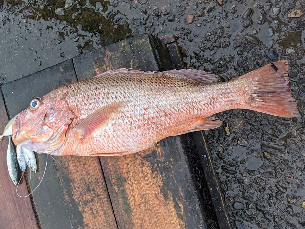 A large red snapper caught