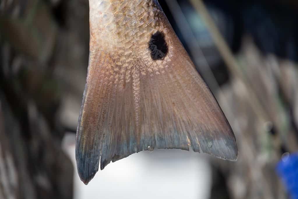 redfish spot on tail