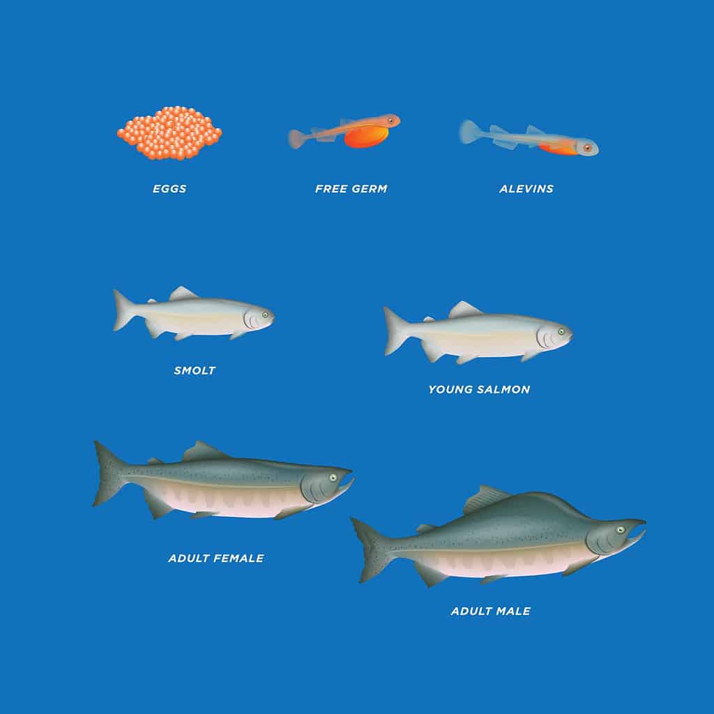 infographic life cycle of a salmon