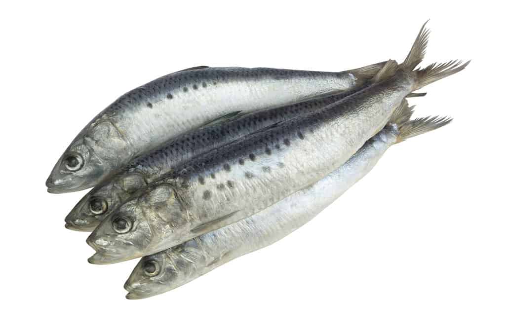 sardine bait