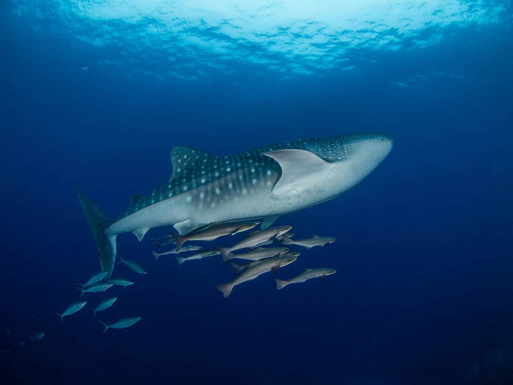 cobia swimming with a whale shark