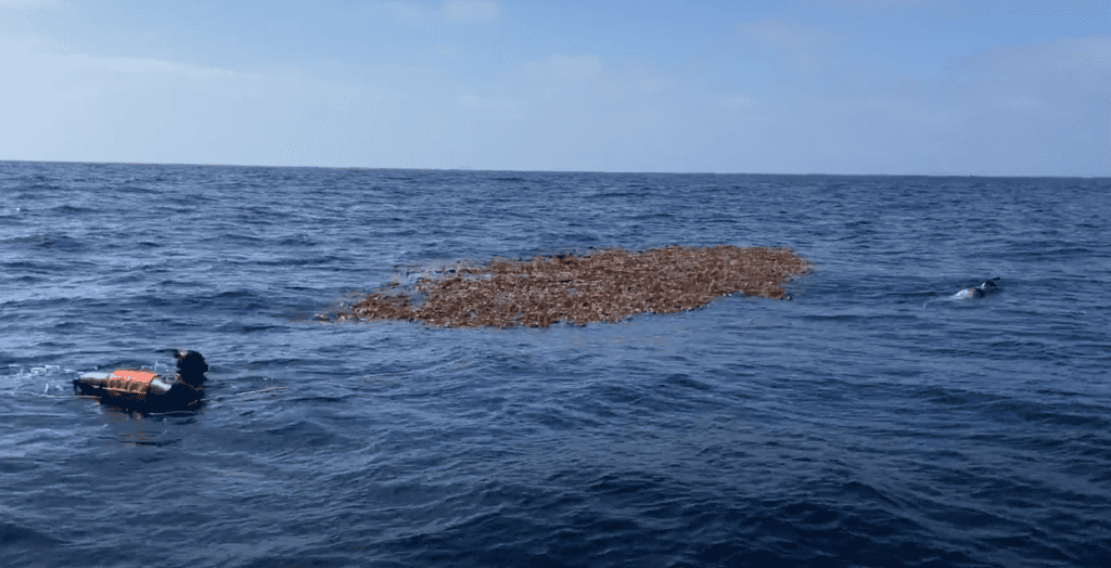 barn door kelp paddie